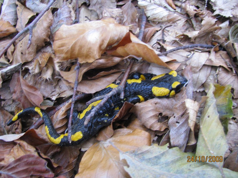salamandra.JPG