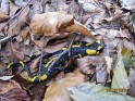 salamandra